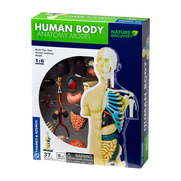 human body anatomy model kit, kids anatomy puzzle, human anatomy learning toy