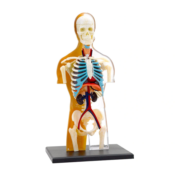 Science kit for kids to build a human torso model and learn about anatomy.