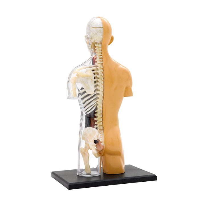 Build your own human body puzzle and explore anatomy with this cool kit.