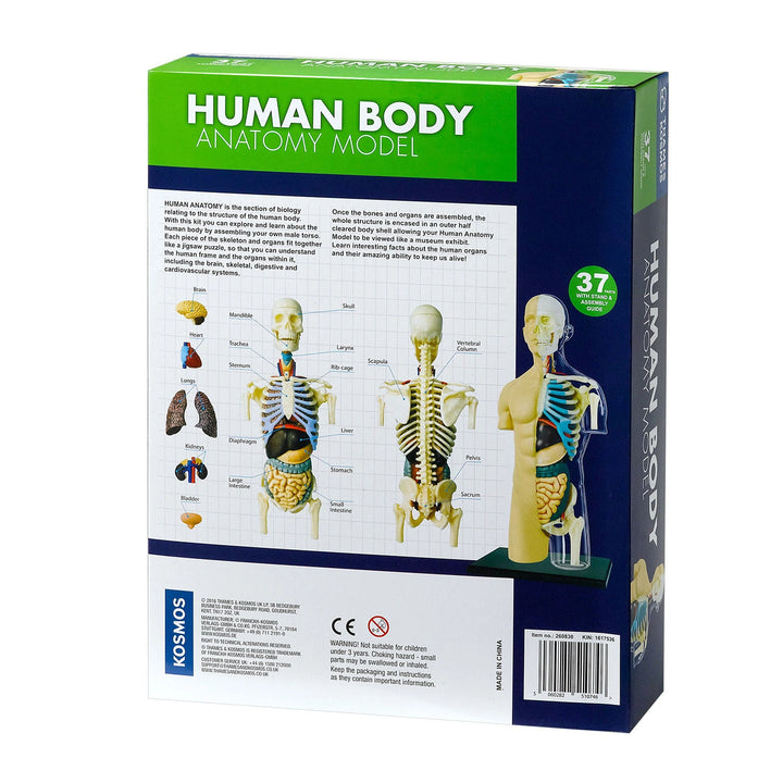 Human Body Model: Anatomy Learning Kit