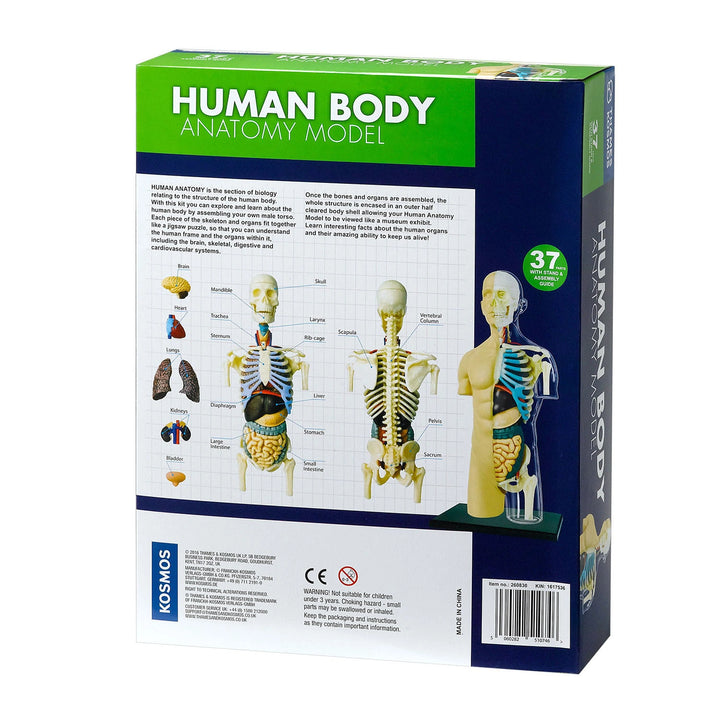 Buy Human Body Model Anatomy Kit – For Kids 8+