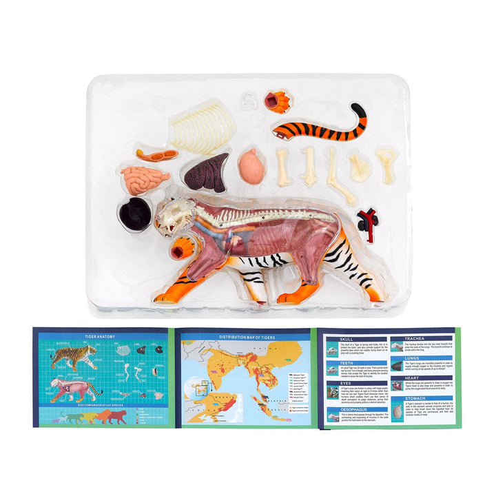 Tiger anatomy model kit box showing the included parts