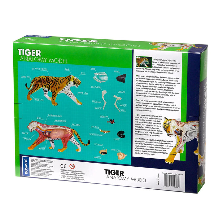 Tiger anatomy model parts; Tiger anatomy model kit for kids; Build a tiger model; Learn about big cat biology