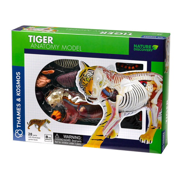 Biology learning kit with tiger anatomy model and guidebook